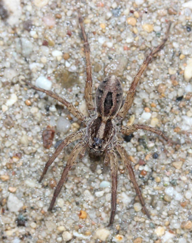 Wolf Spider  Smithsonian Institution