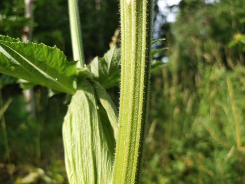 dissected hogweed
