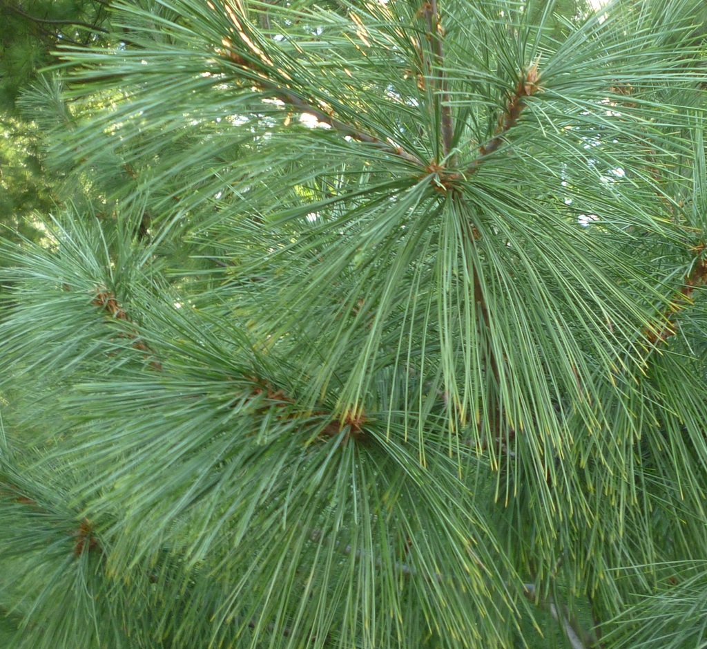 Eastern White Pine (Brandeis University Lichen, Fungi and Non
