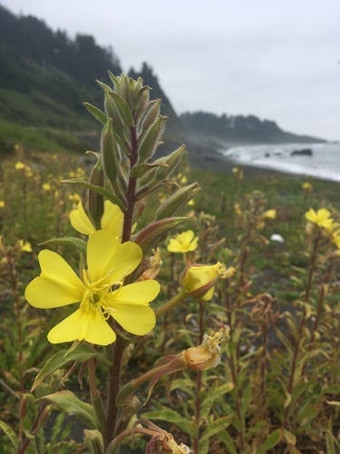 Oenothera wolfii