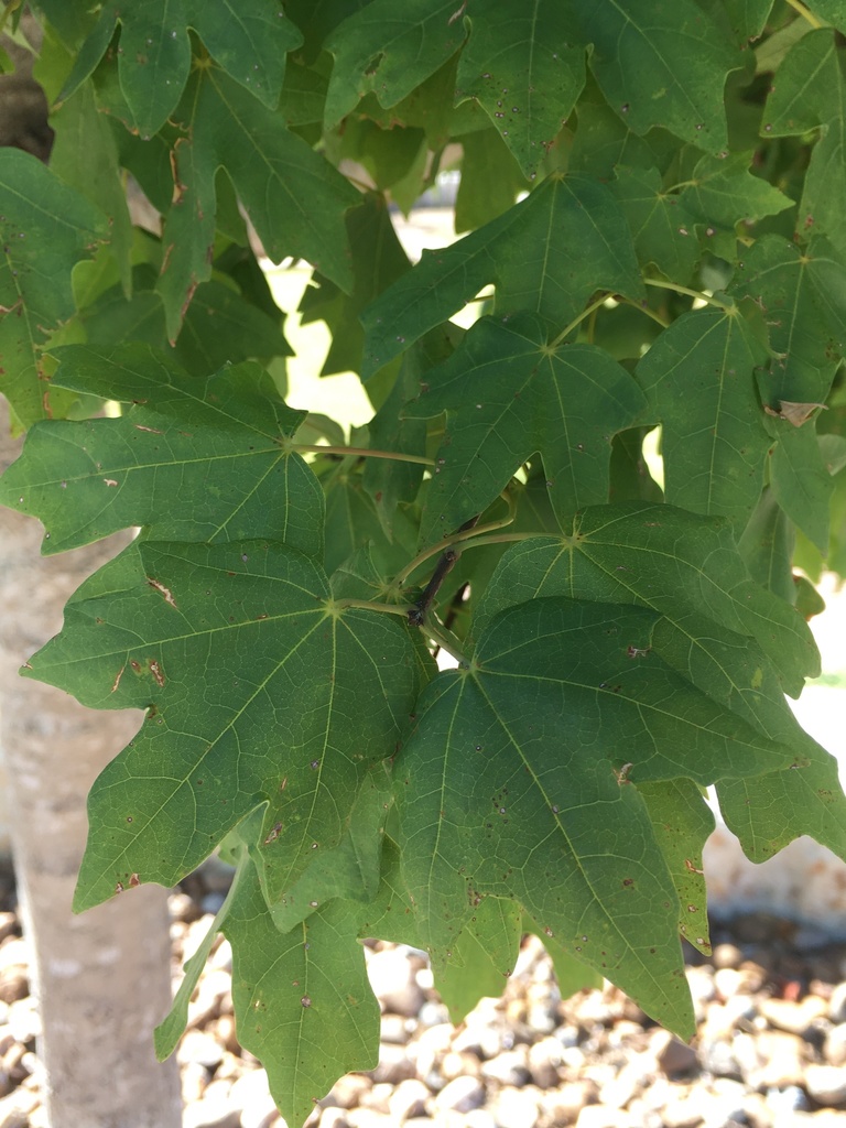 bigtooth maple from Mesa Vista Ln, Kerrville, TX, US on July 11, 2020 ...