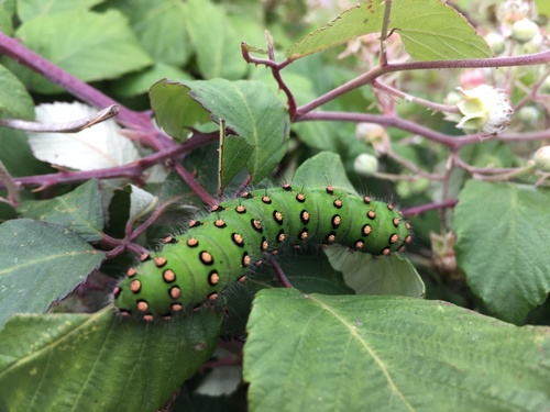 Small Emperor Moth