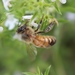 Ligurian Honey Bee - Photo (c) Davide Bramuzzo, all rights reserved, uploaded by Davide Bramuzzo
