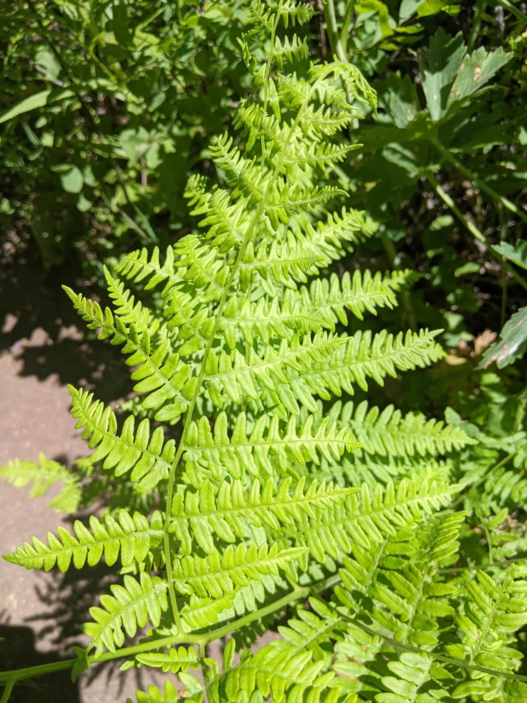 common bracken from Salt Lake City, UT 84108, USA on July 11, 2020 at