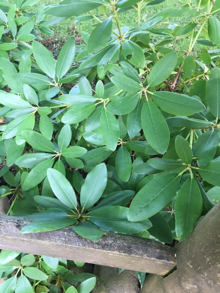 Common Rhododendron from Bullock Hollow Rd, Bristol, TN, US on June 24