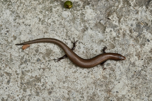Bedriaga's Skink