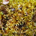 Golden Fuzzy Fen Moss - Photo (c) Jeff Stauffer, all rights reserved, uploaded by Jeff Stauffer