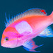 Squarespot Anthias - Photo (c) Ian Shaw, all rights reserved, uploaded by Ian Shaw
