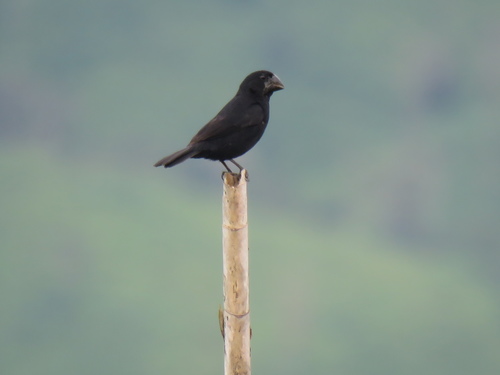 Black-billed Seed-Finch