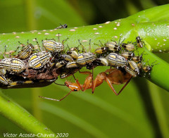 Image of Camponotus substitutus