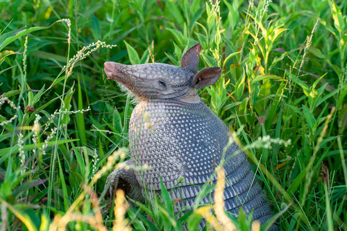 Southern Long-nosed Armadillo