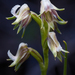 Prasophyllum parvifolium - Photo (c) Adam Brice, όλα τα δικαιώματα διατηρούνται, uploaded by Adam Brice