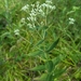 Godfrey's Thoroughwort - Photo (c) Eric Ungberg, all rights reserved, uploaded by Eric Ungberg