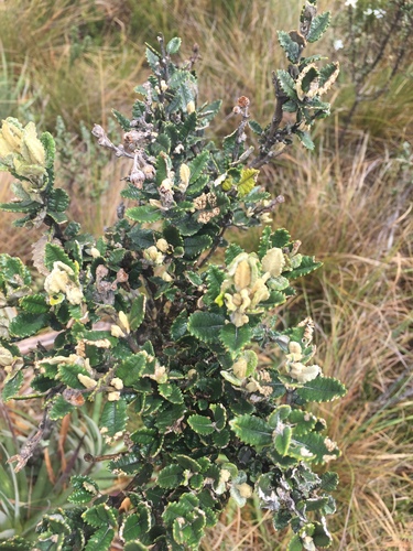 Scrobicaria image