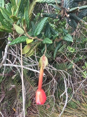 Passiflora adulterina image