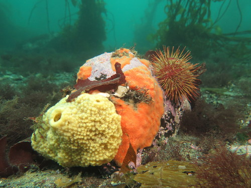 Tedania spinata