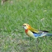 Eastern × Pale-headed Rosella - Photo (c) Grant S, all rights reserved, uploaded by Grant S