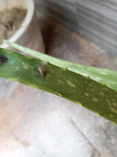 Common House Fly