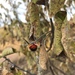 Peterodendron ovatum - Photo (c) lorenzhg, όλα τα δικαιώματα διατηρούνται