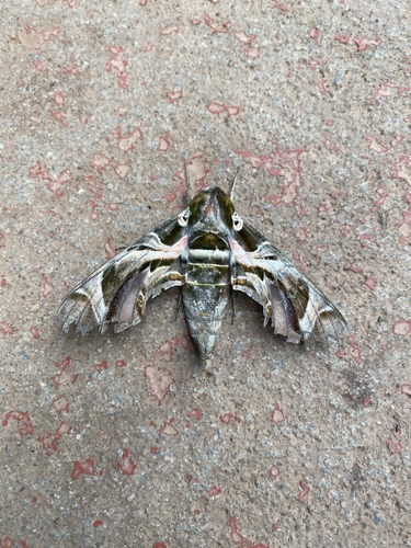 Oleander Hawkmoth
