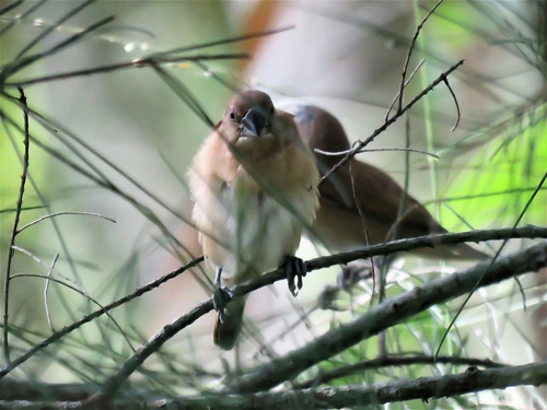 Chestnut Munia