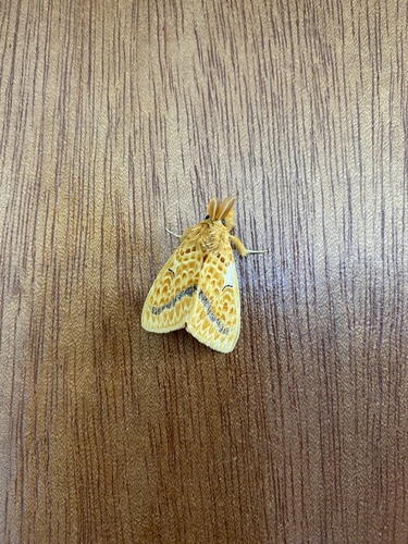 Mylantria xanthospila