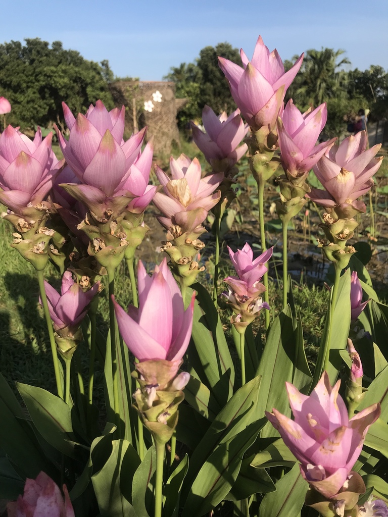Curcuma alismatifolia — an easy houseplant, prefers partial sun light