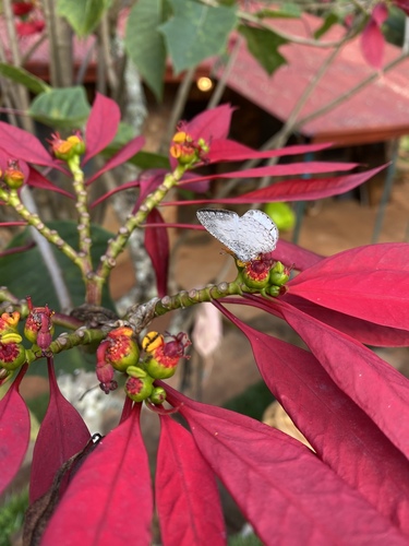 Spalgis lemolea lemolea