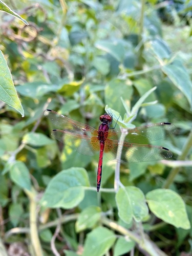 Red-veined Dropwing