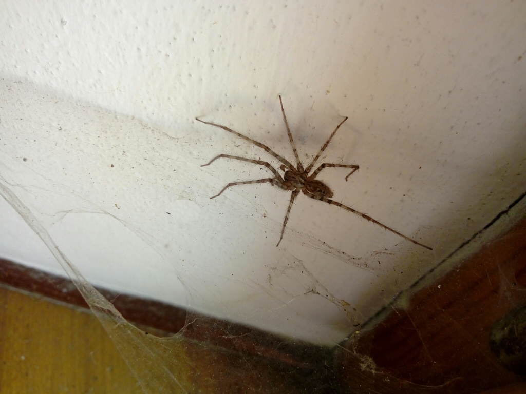 Cardinal Spider from 28856 Re VB, Italia on July 12, 2020 at 1130 AM