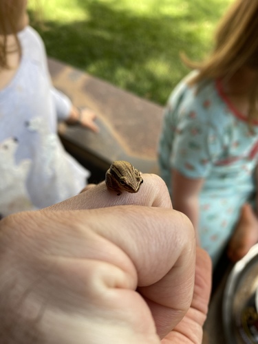 Cinnamon-bellied Reed Frog