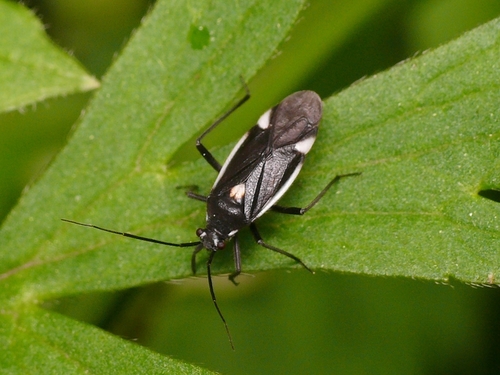 Gotiškoji Žolblakė nuotrauka