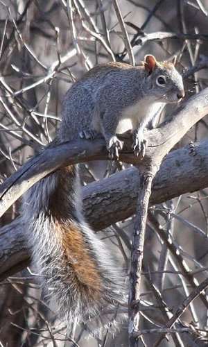 Arizona Gray Squirrel