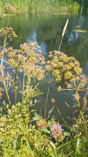 Hemlock Water-dropwort