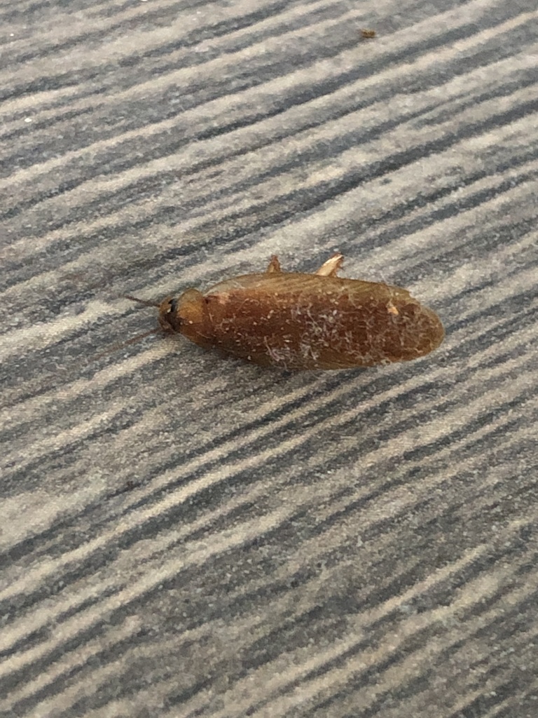 German Cockroach in July 2020 by Jonathan Cirone · iNaturalist