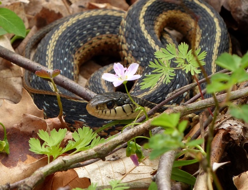 Culebra Listonada Común (Subspecies Thamnophis Sirtalis Sirtalis ...