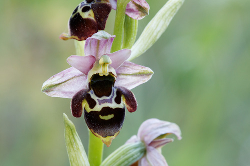 Ophrys fuciflora holubyana
