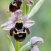 Ophrys fuciflora holubyana - Photo (c) Fero Bednar, all rights reserved, uploaded by Fero Bednar