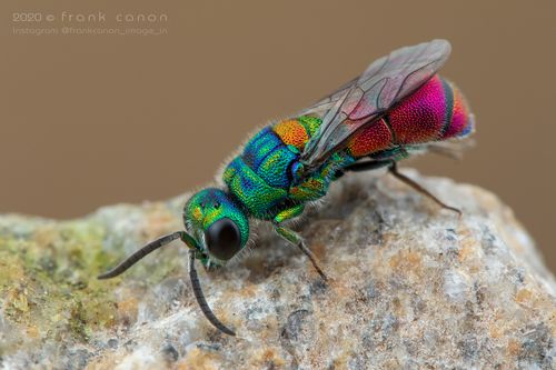 Chrysis scutellaris Fabricius, 1794