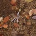 Colchicum cretense - Photo (c) Ruth Ripley, όλα τα δικαιώματα διατηρούνται, uploaded by Ruth Ripley
