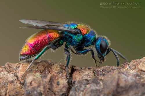 Chrysis succincta · iNaturalist