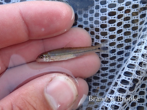 Suckermouth Minnow