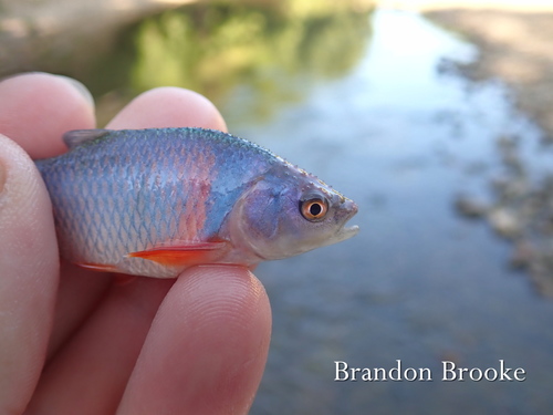 Red Shiner