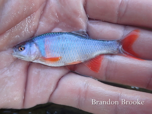 Red Shiner