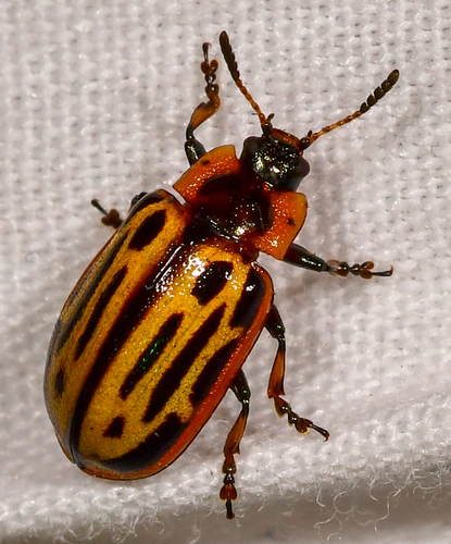Cottonwood Leaf Beetle