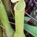 Nepenthes abalata - Photo (c) Chien Lee, todos los derechos reservados, subido por Chien Lee