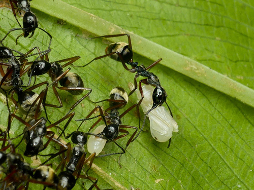 Dolichoderus laurae · iNaturalist