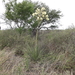 Coahuila Yucca - Photo (c) Manuel Nevárez, all rights reserved, uploaded by Manuel Nevárez