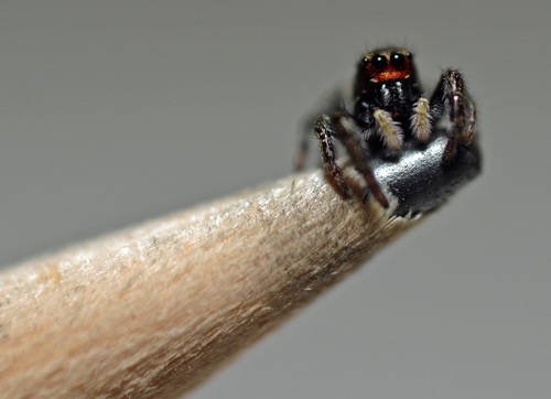 Pellenes ignifrons