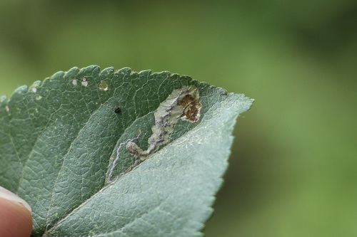 Stigmella purpuratella